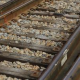N_TREN